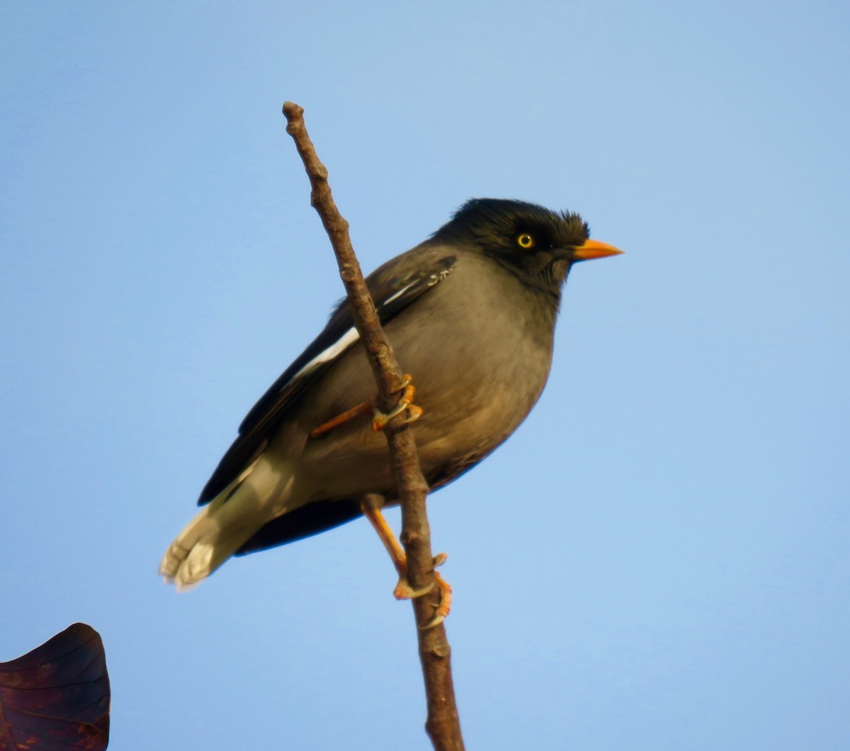 Jungle Myna - ML45612621