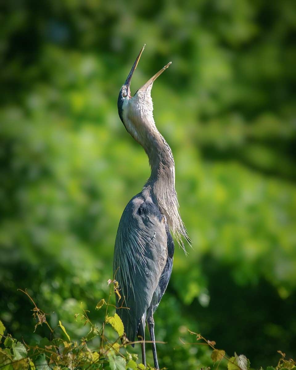 Great Blue Heron - ML456126431