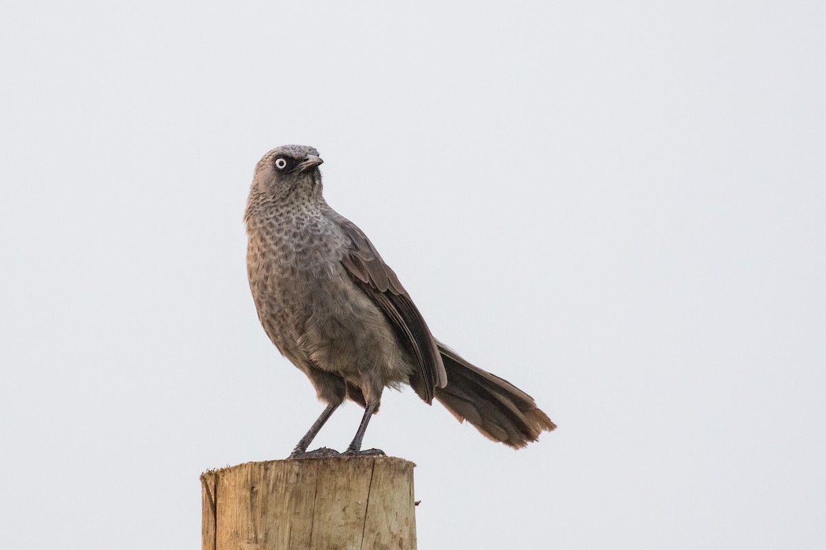 Black-lored Babbler (Sharpe's) - ML456126941