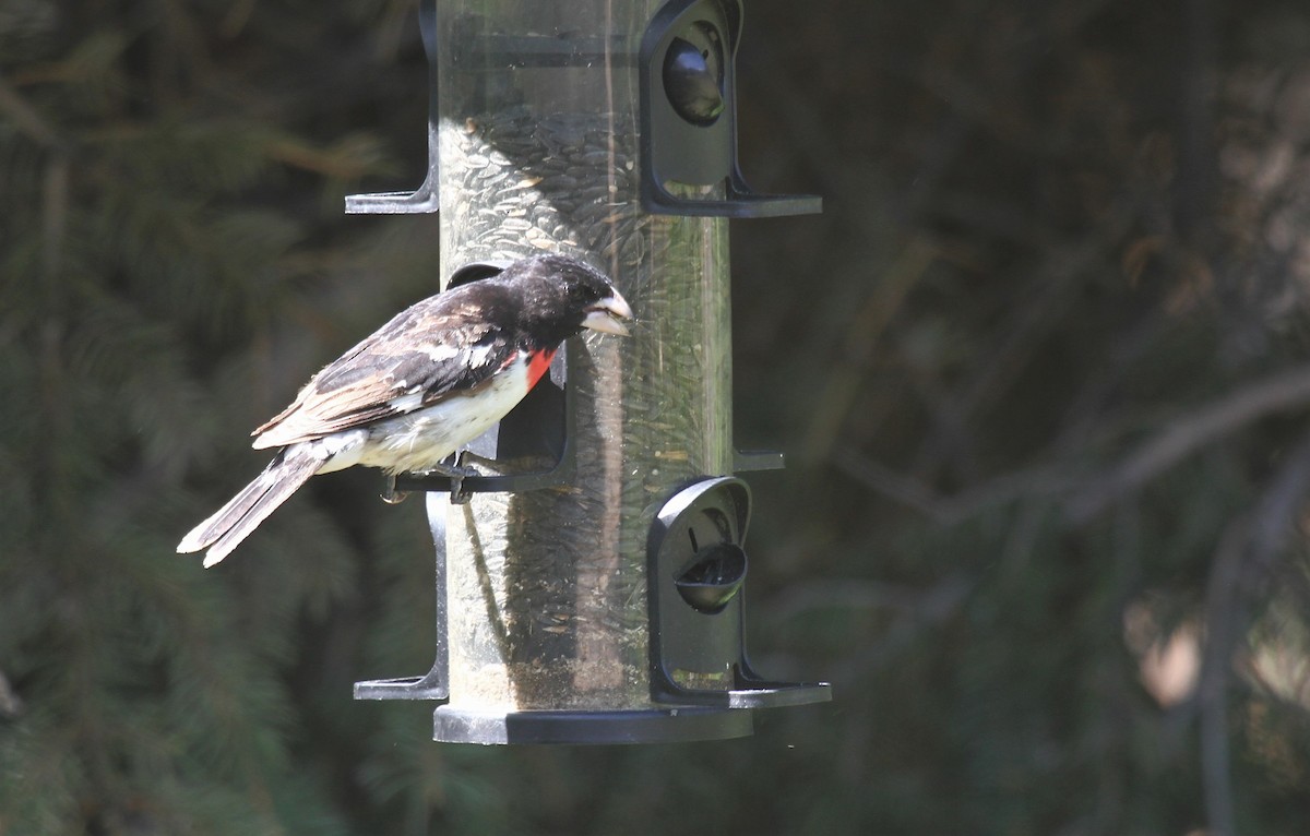 Rose-breasted Grosbeak - ML456127451