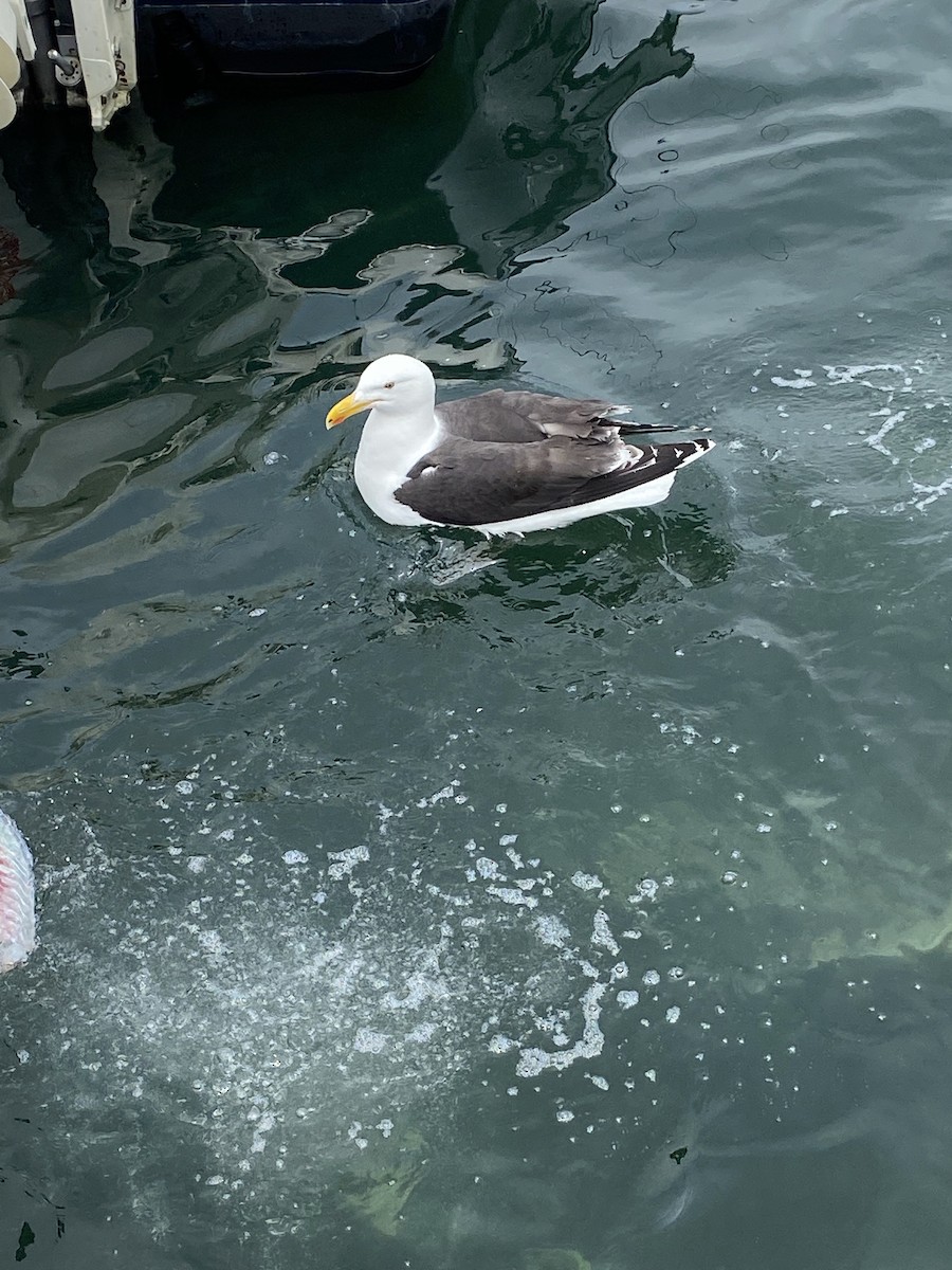 Great Black-backed Gull - Frank Durso