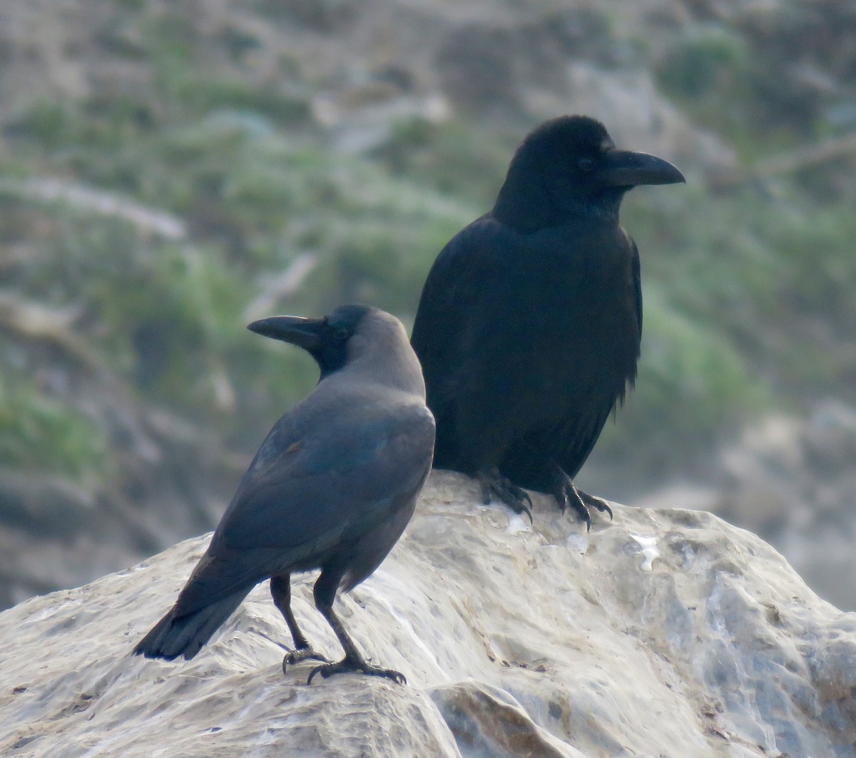 Large-billed Crow - ML45612861