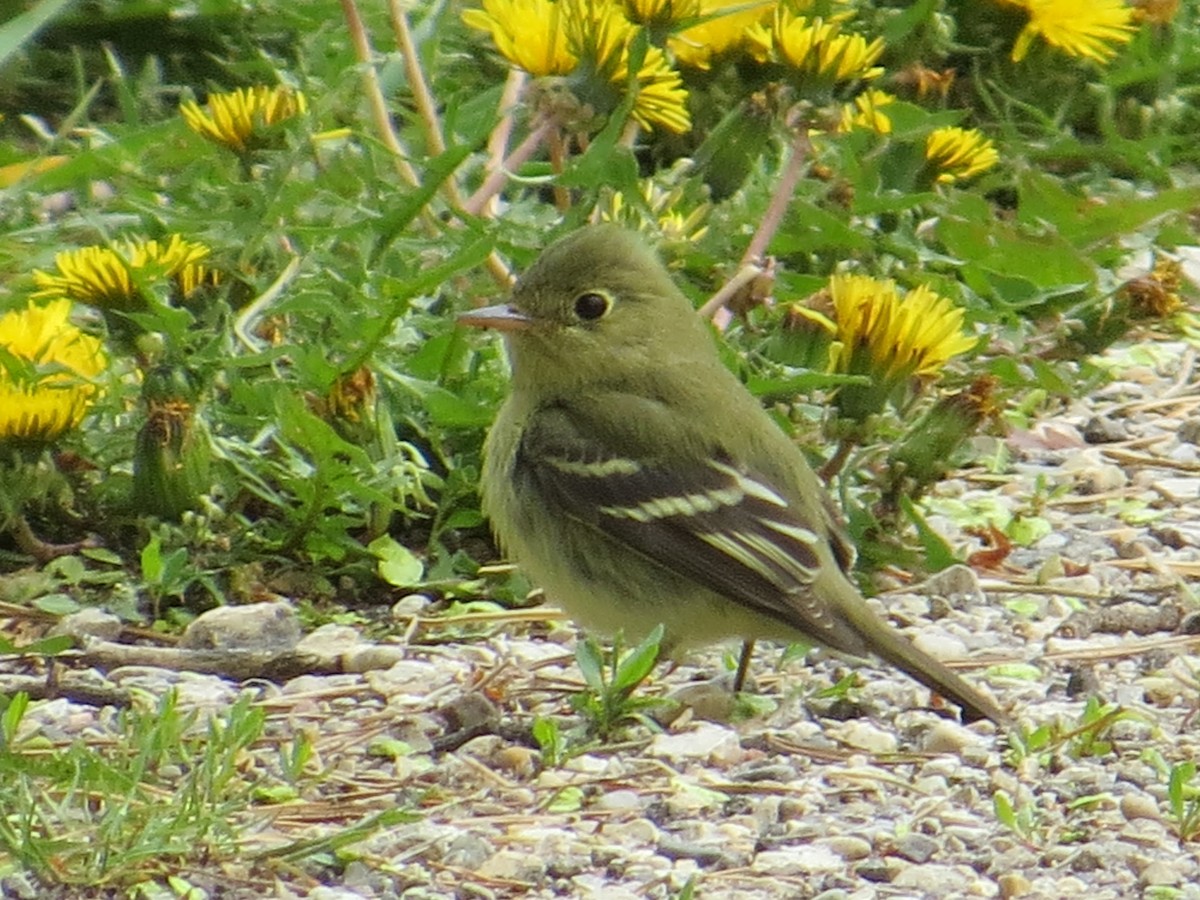 Yellow-bellied Flycatcher - ML456130251