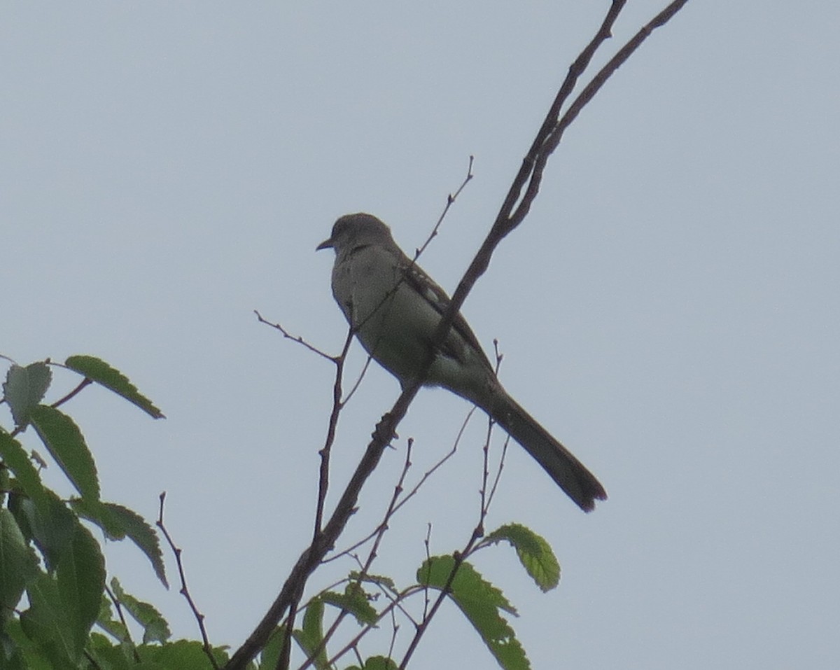 Northern Mockingbird - ML456131831