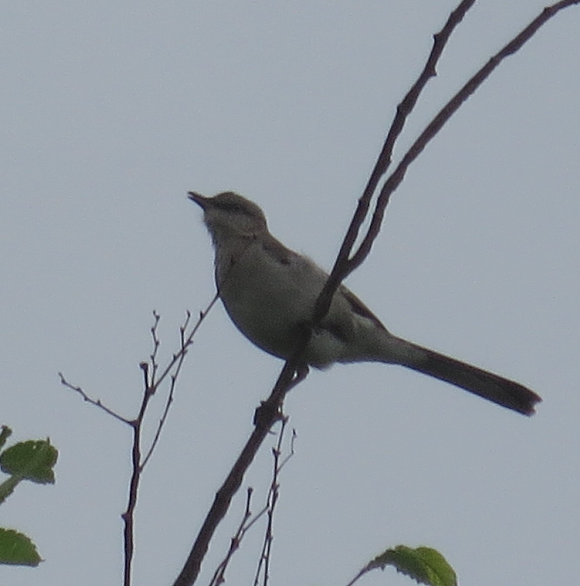 Northern Mockingbird - ML456131891