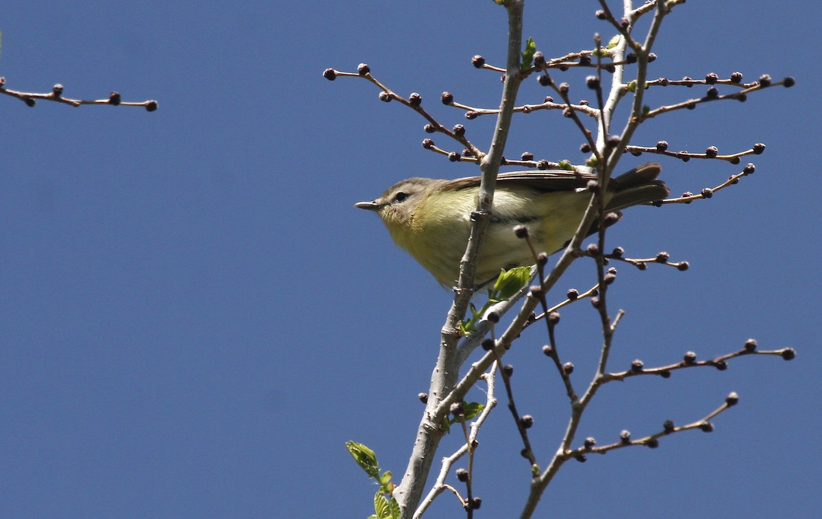 Philadelphia Vireo - ML456132021