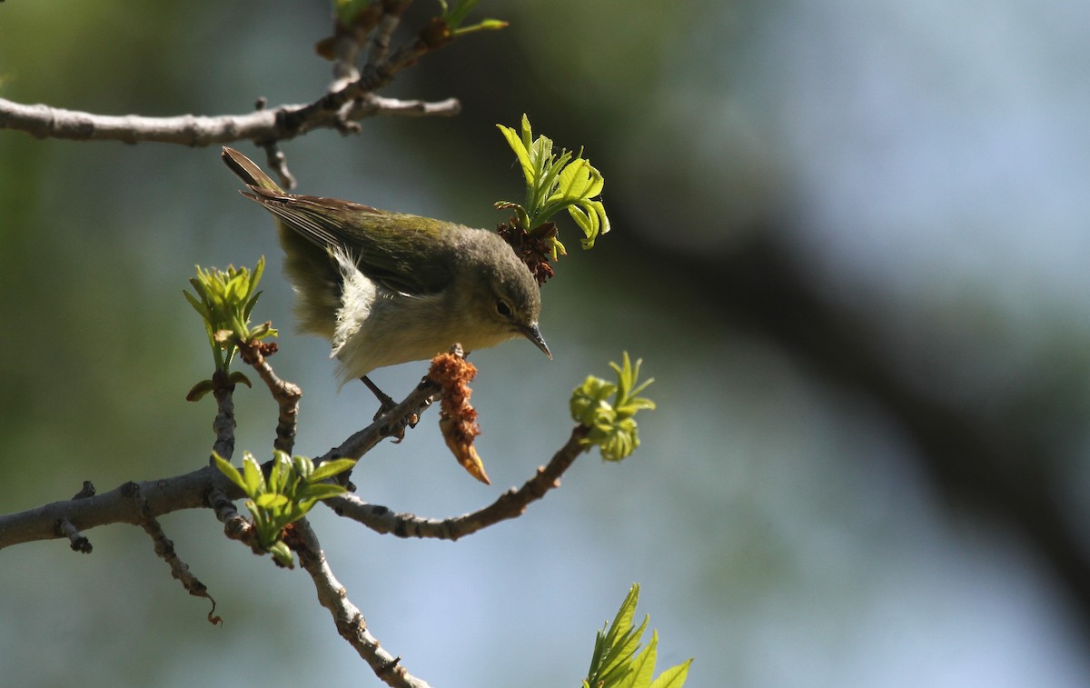 Tennessee Warbler - ML456133081