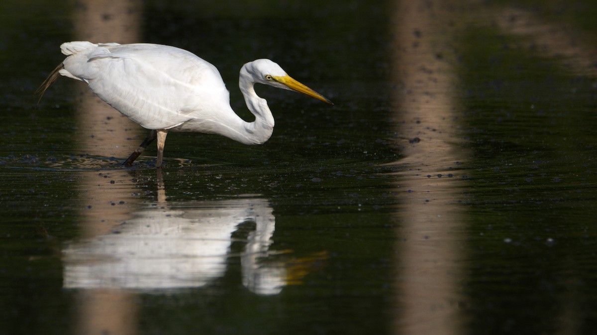 Great Egret - ML456133981