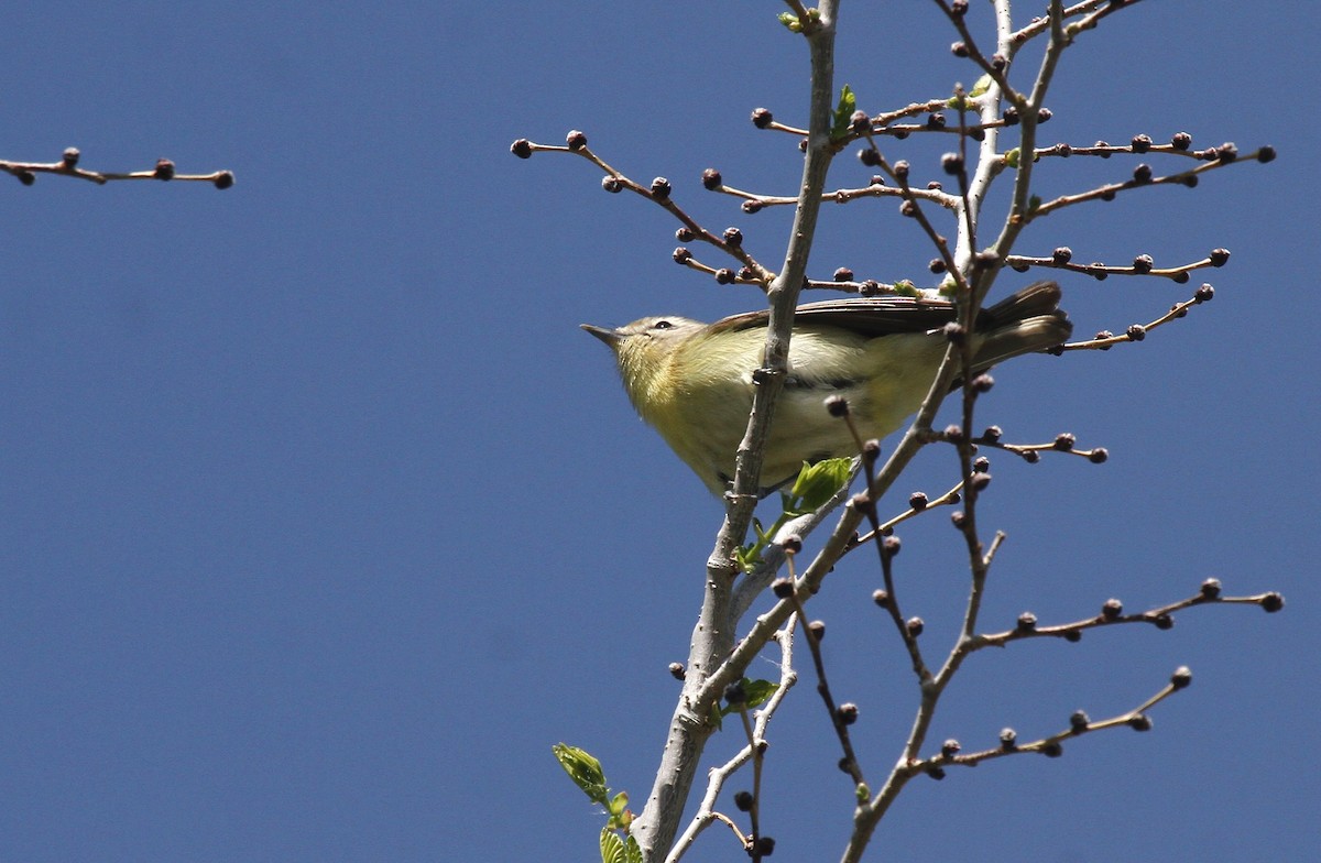 Philadelphia Vireo - Kendall Watkins