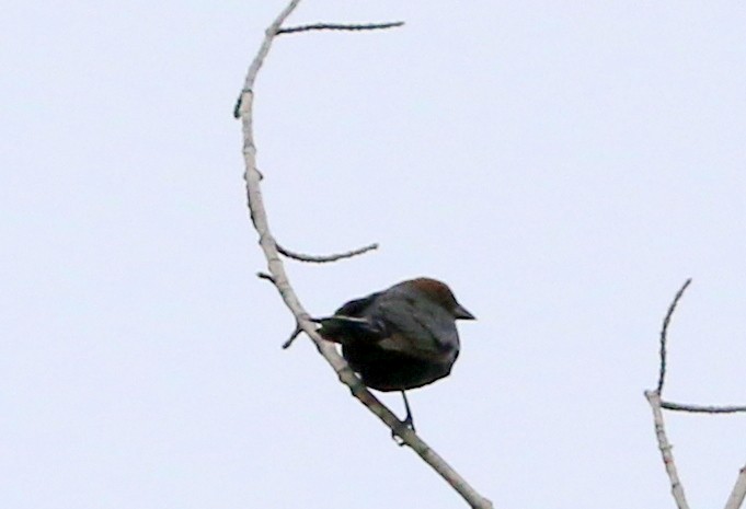 Brown-headed Cowbird - Mike Fung