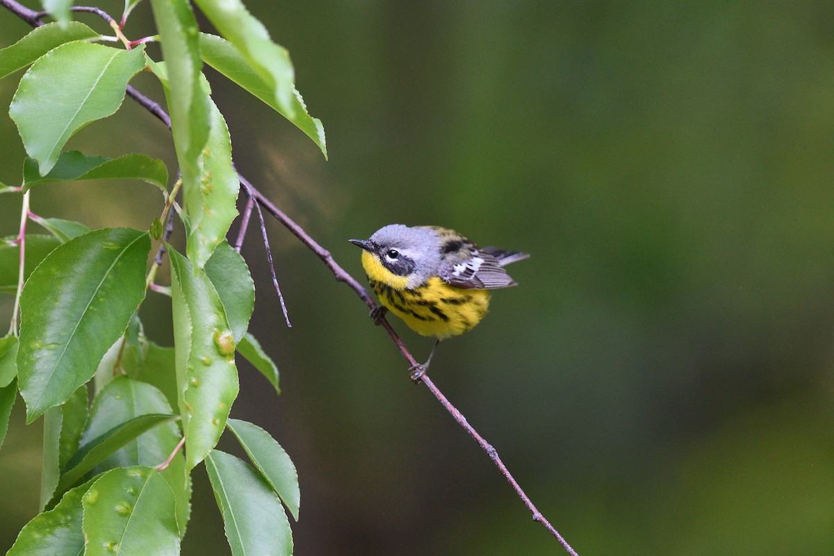 Magnolia Warbler - terence zahner