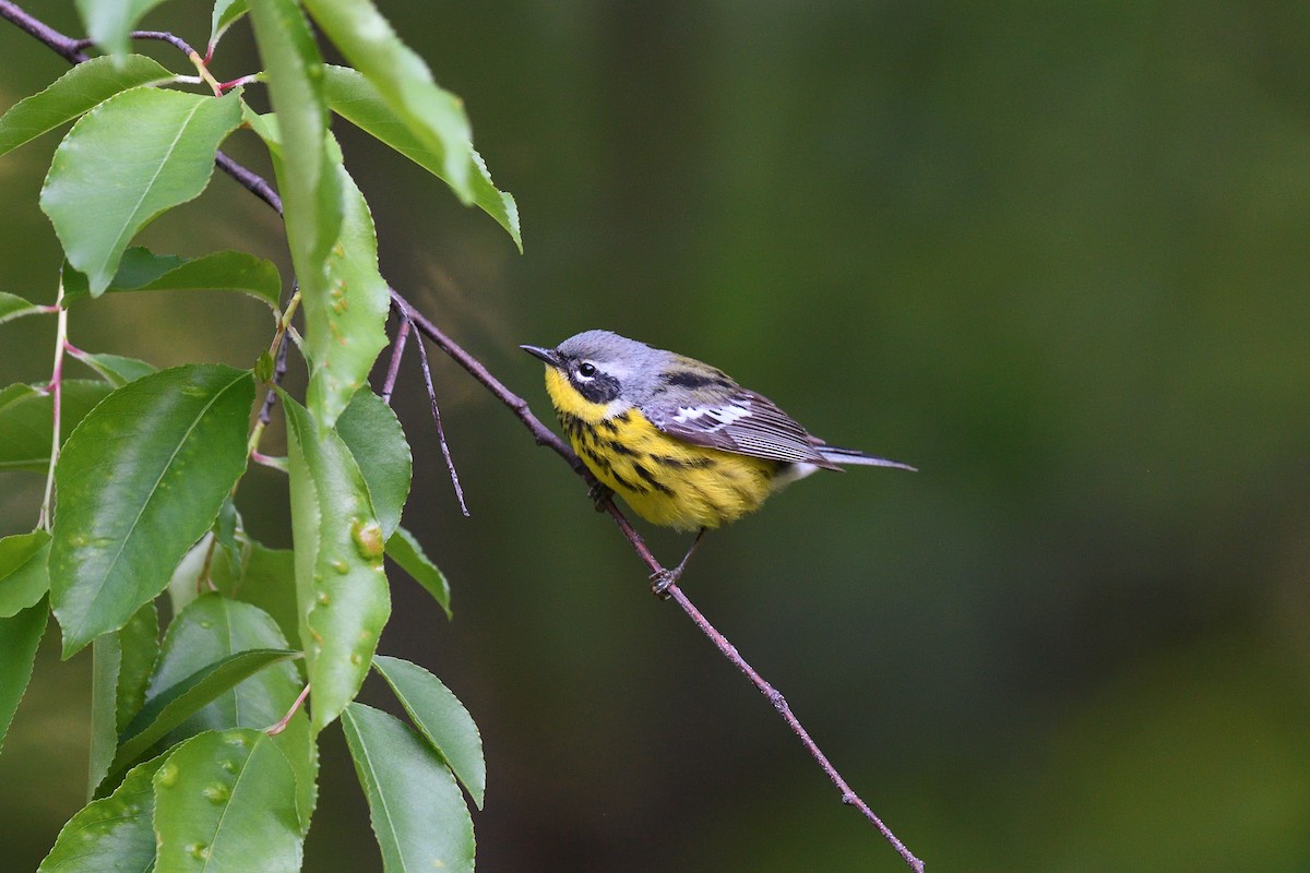 Magnolia Warbler - terence zahner