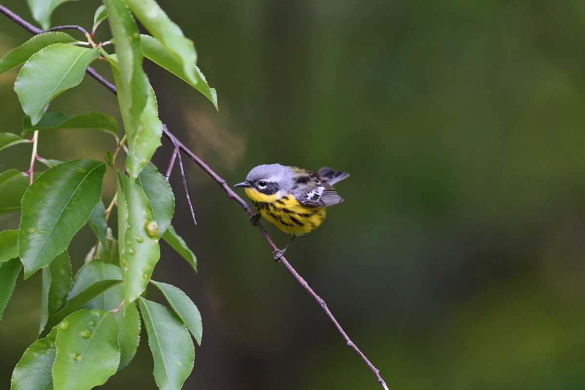 Magnolia Warbler - terence zahner