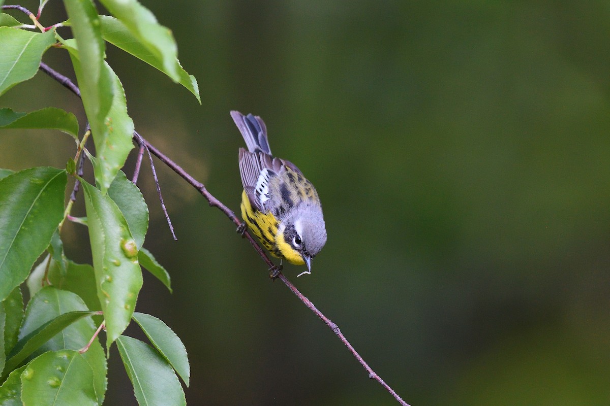 Magnolia Warbler - ML456136221