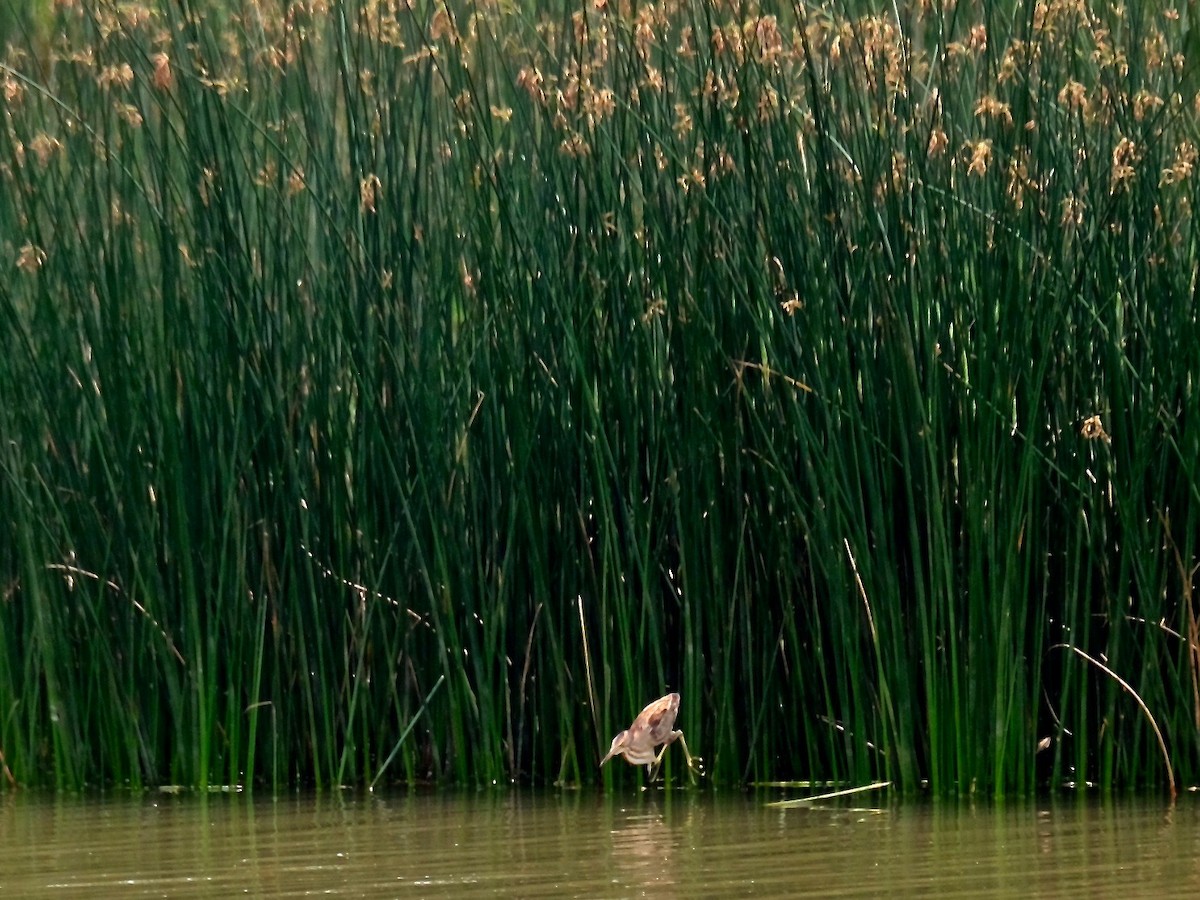 Yellow Bittern - ML456137541