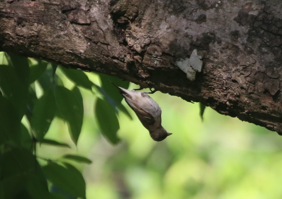 Yellow-throated Sparrow - Ram Veer