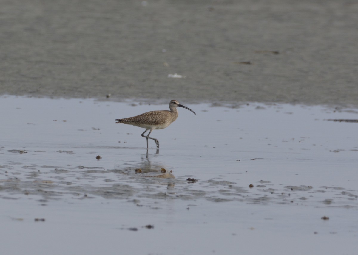 Whimbrel - ML456139871