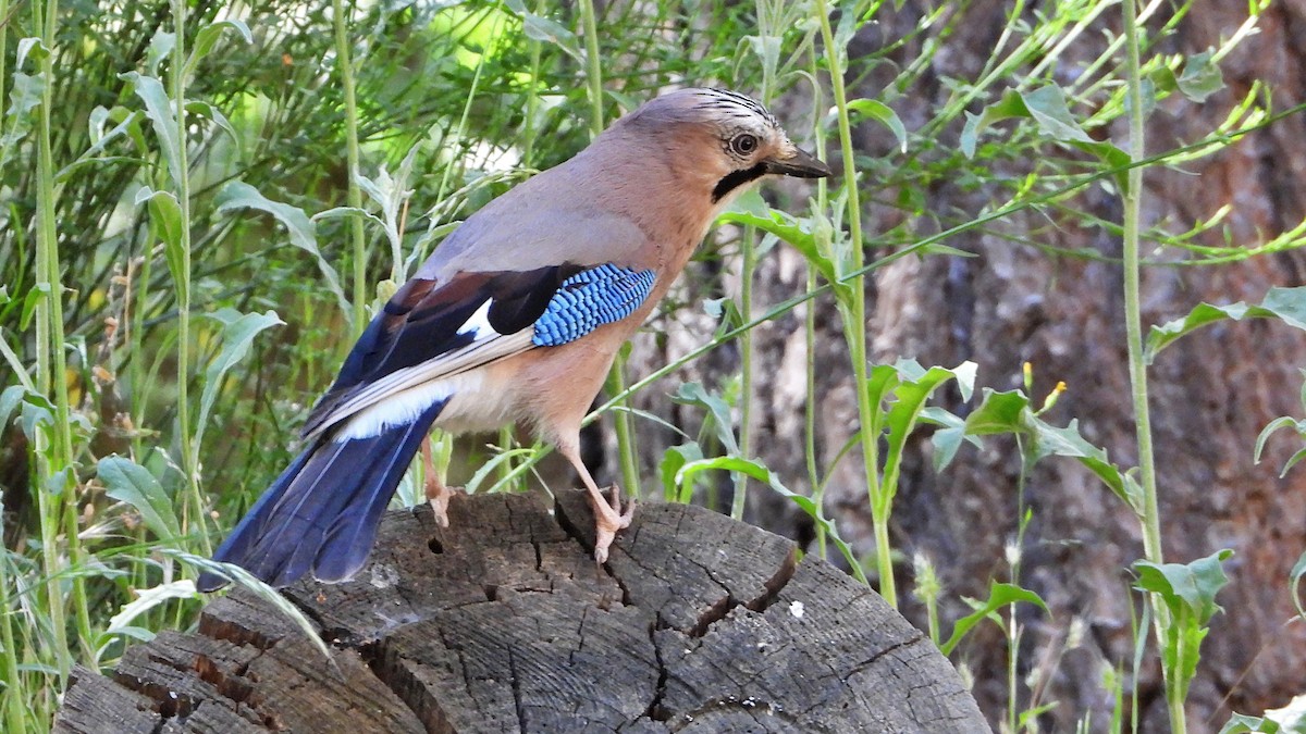 Eurasian Jay - ML456140771