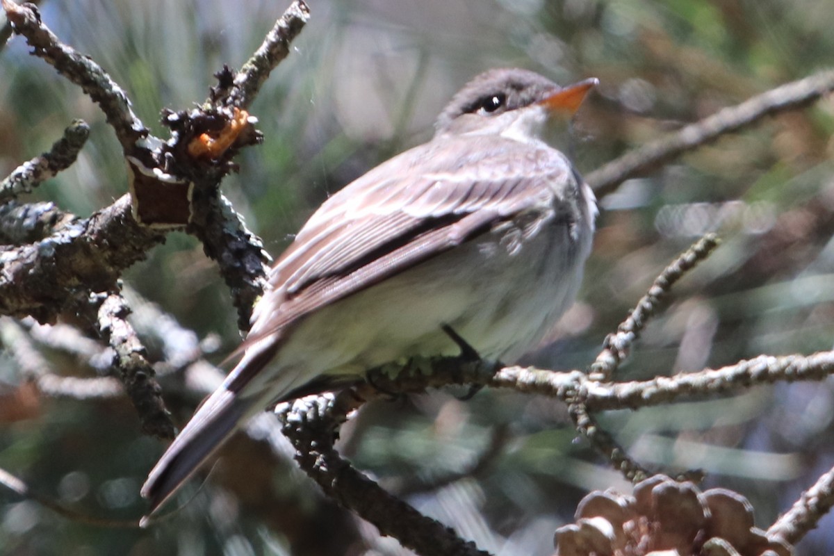 Eastern Wood-Pewee - ML456141871