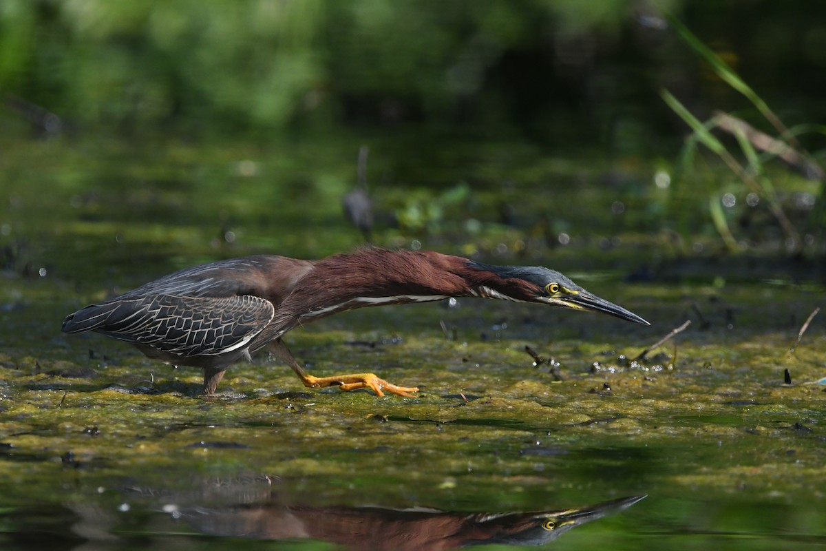 Green Heron - ML456141901