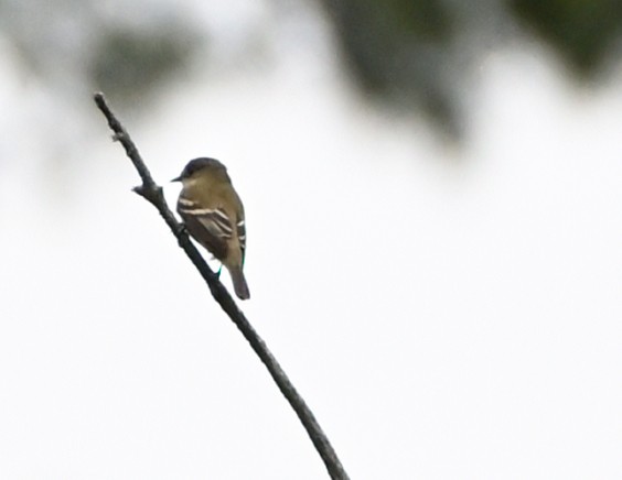 Alder Flycatcher - FELIX-MARIE AFFA'A