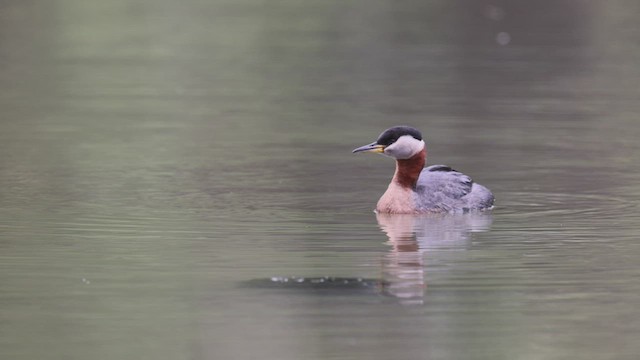 Red-necked Grebe - ML456142811