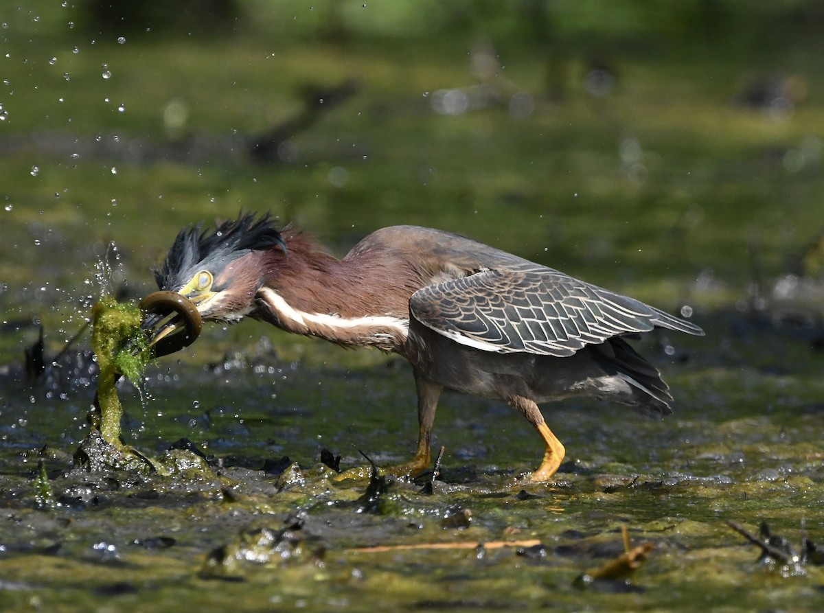 Green Heron - ML456143601