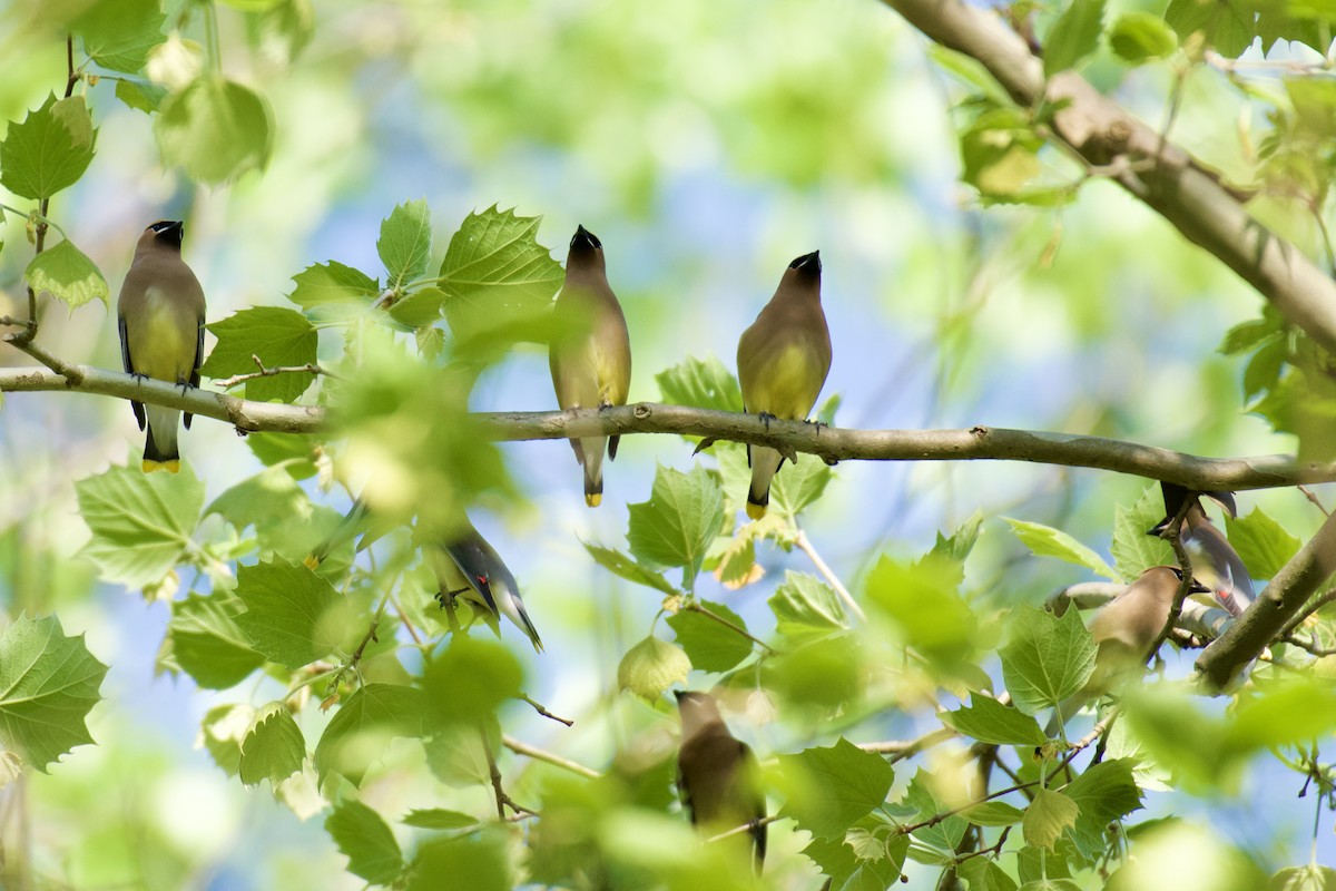 Cedar Waxwing - ML456143831