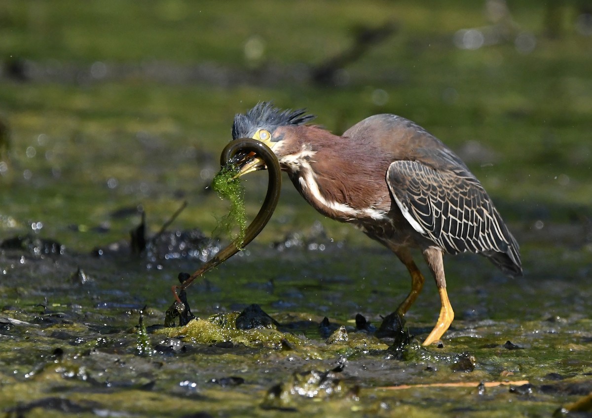 Green Heron - ML456143861