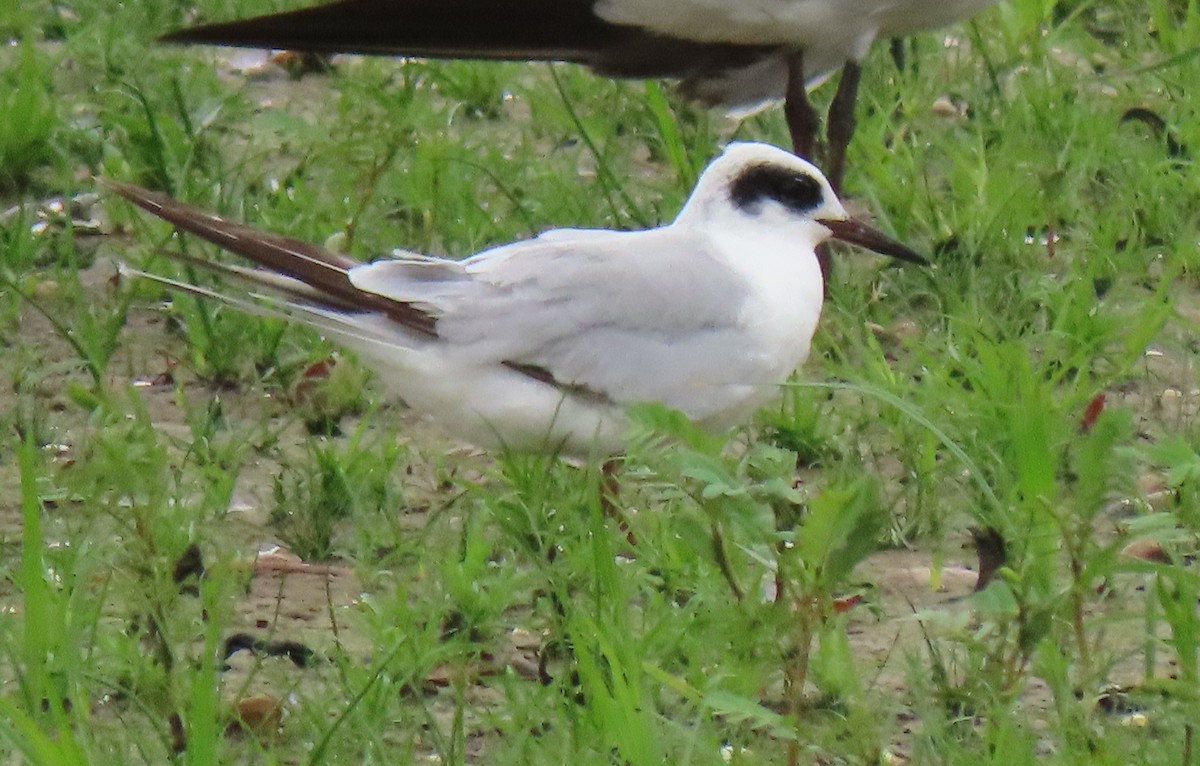 Forster's Tern - ML456143981