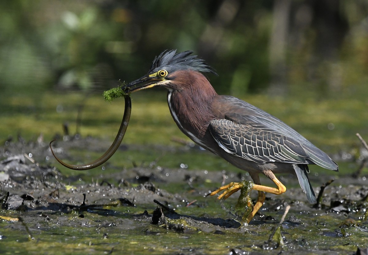 Green Heron - ML456144001