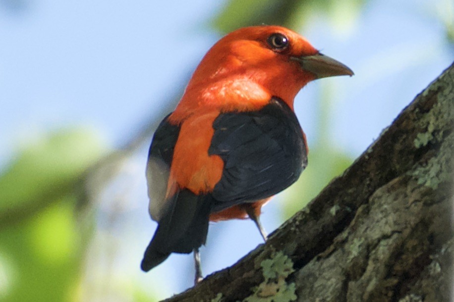 Piranga Escarlata - ML456144301