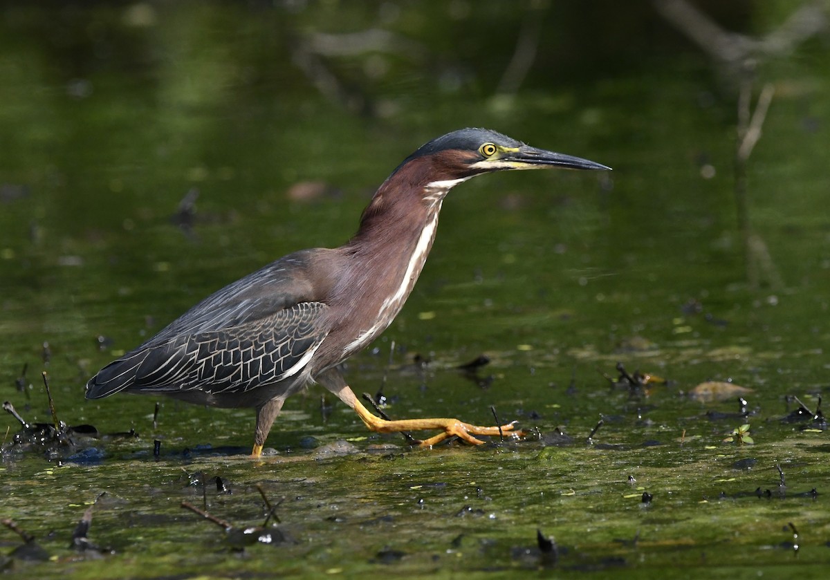 Green Heron - ML456144411