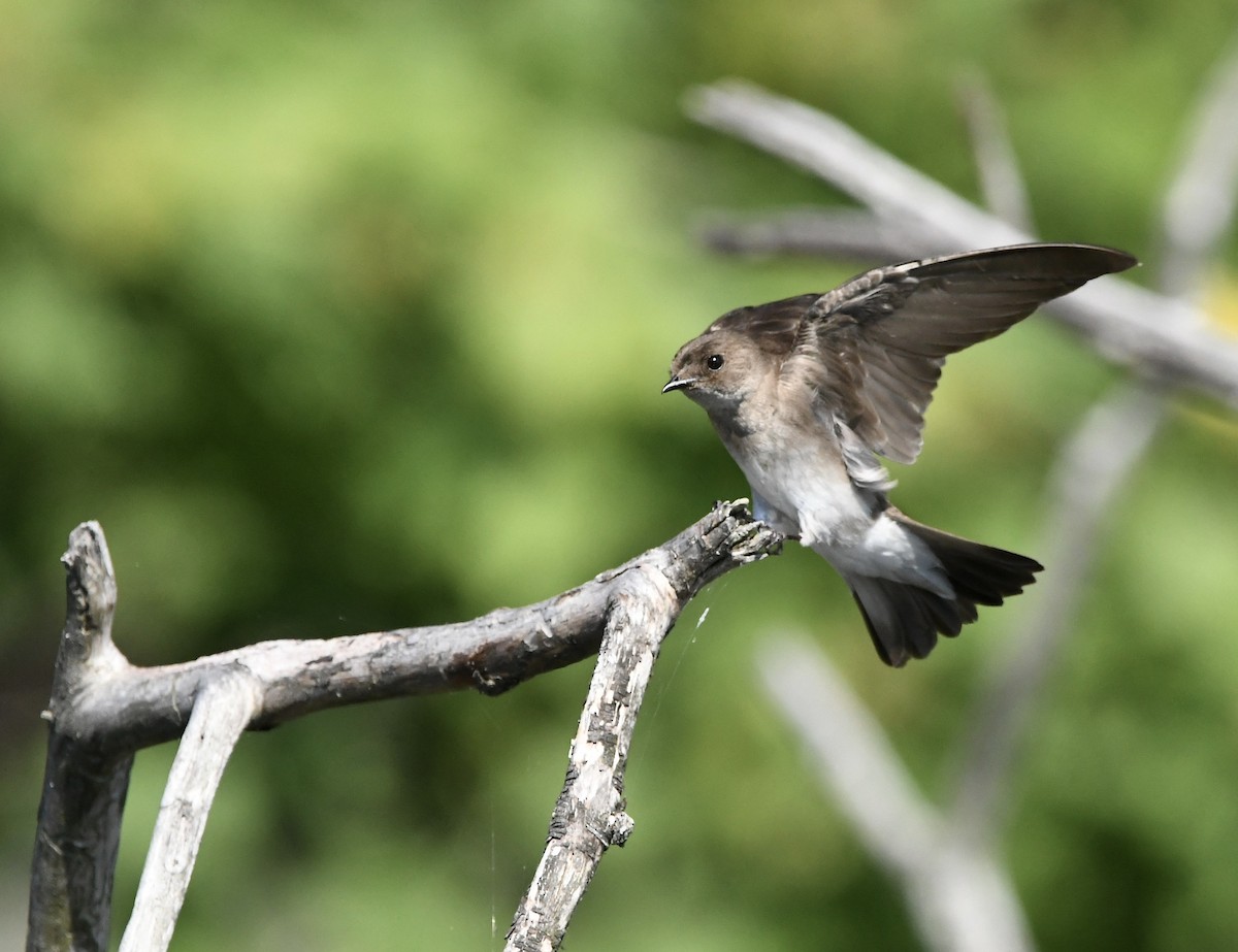 Northern Rough-winged Swallow - ML456144591