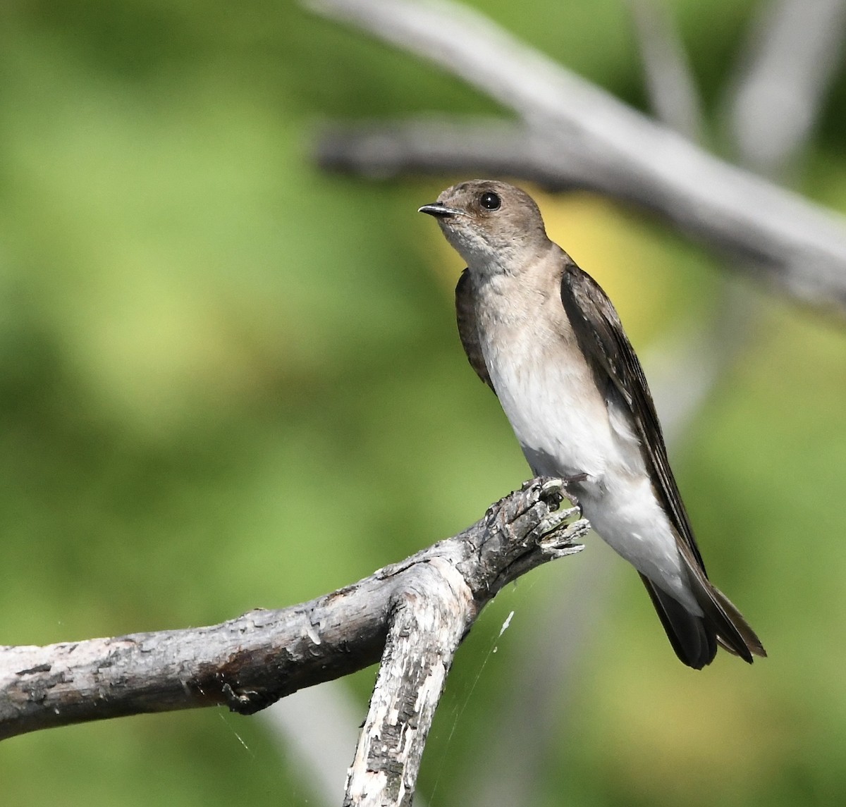 Northern Rough-winged Swallow - ML456144701