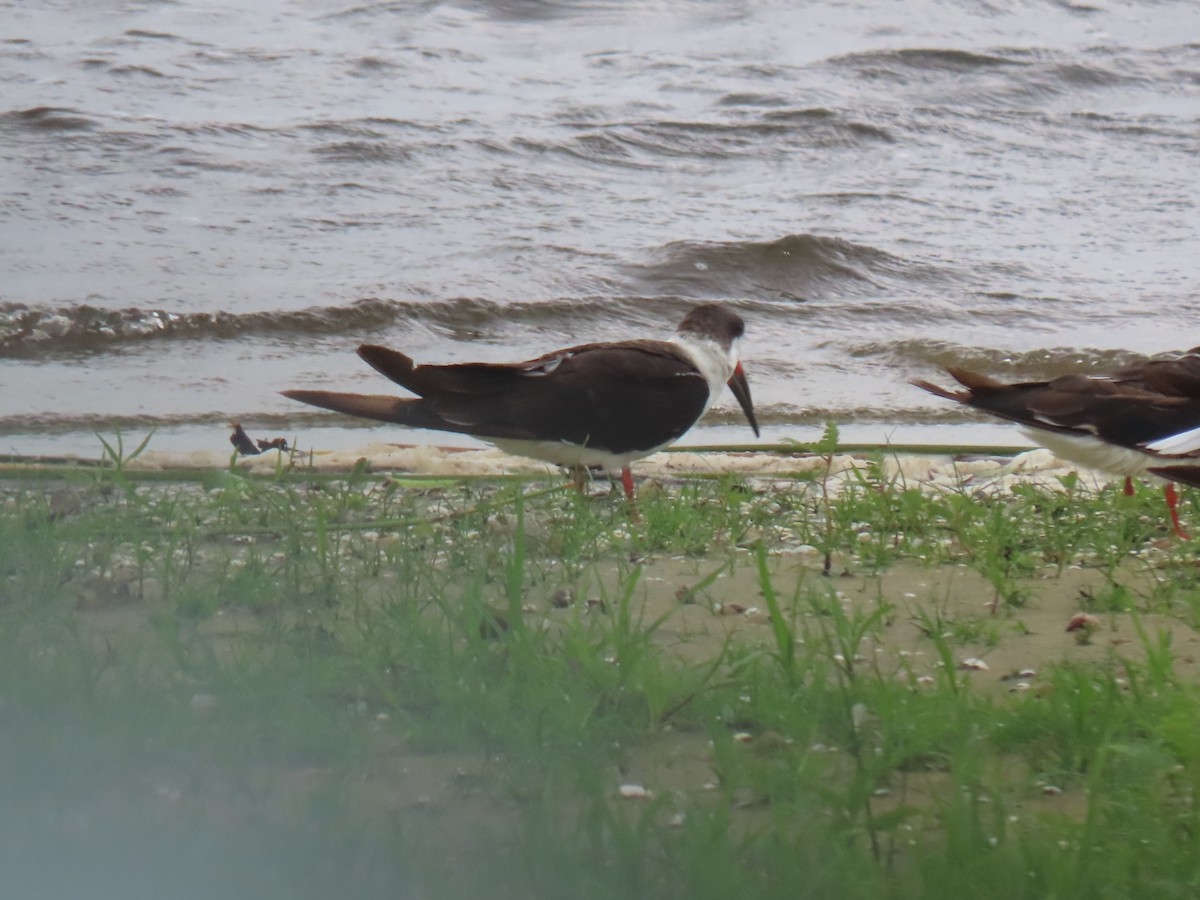 Black Skimmer - ML456145061