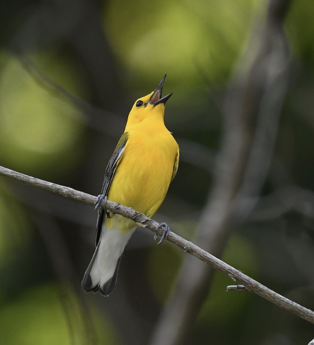 Prothonotary Warbler - ML456145671