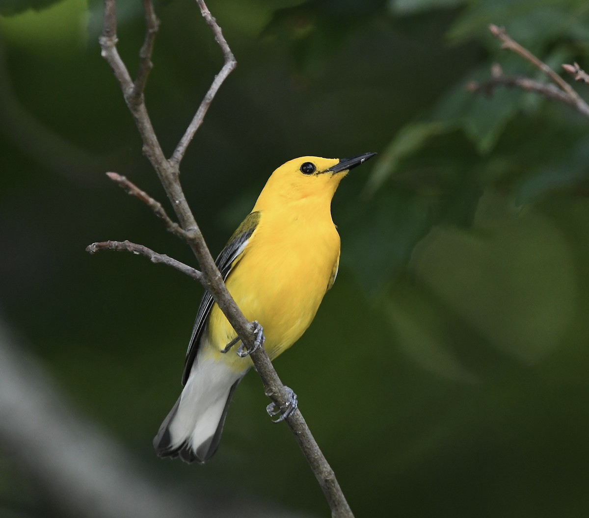 Prothonotary Warbler - ML456145711