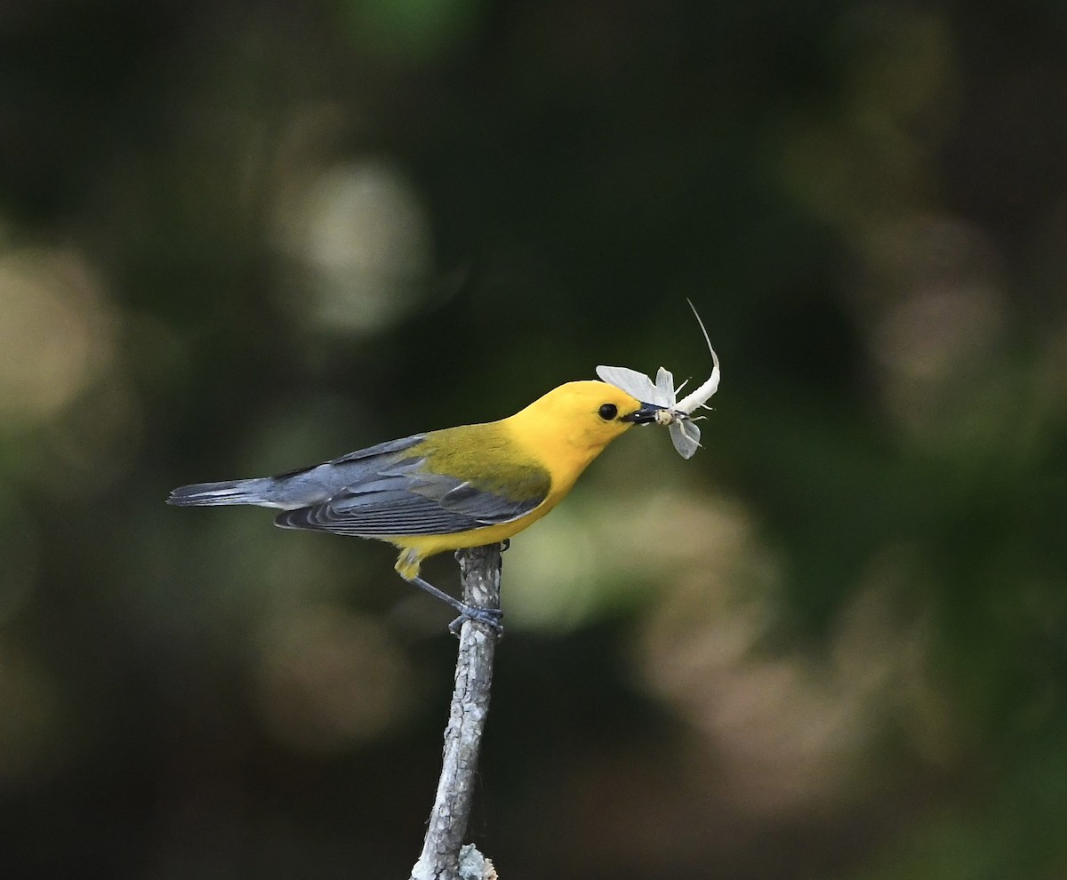 Prothonotary Warbler - ML456145721