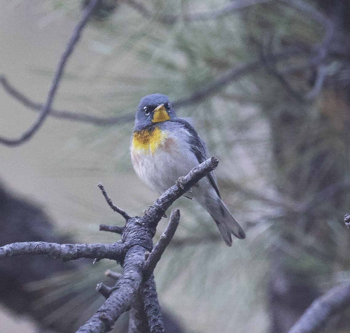 Northern Parula - ML456146601