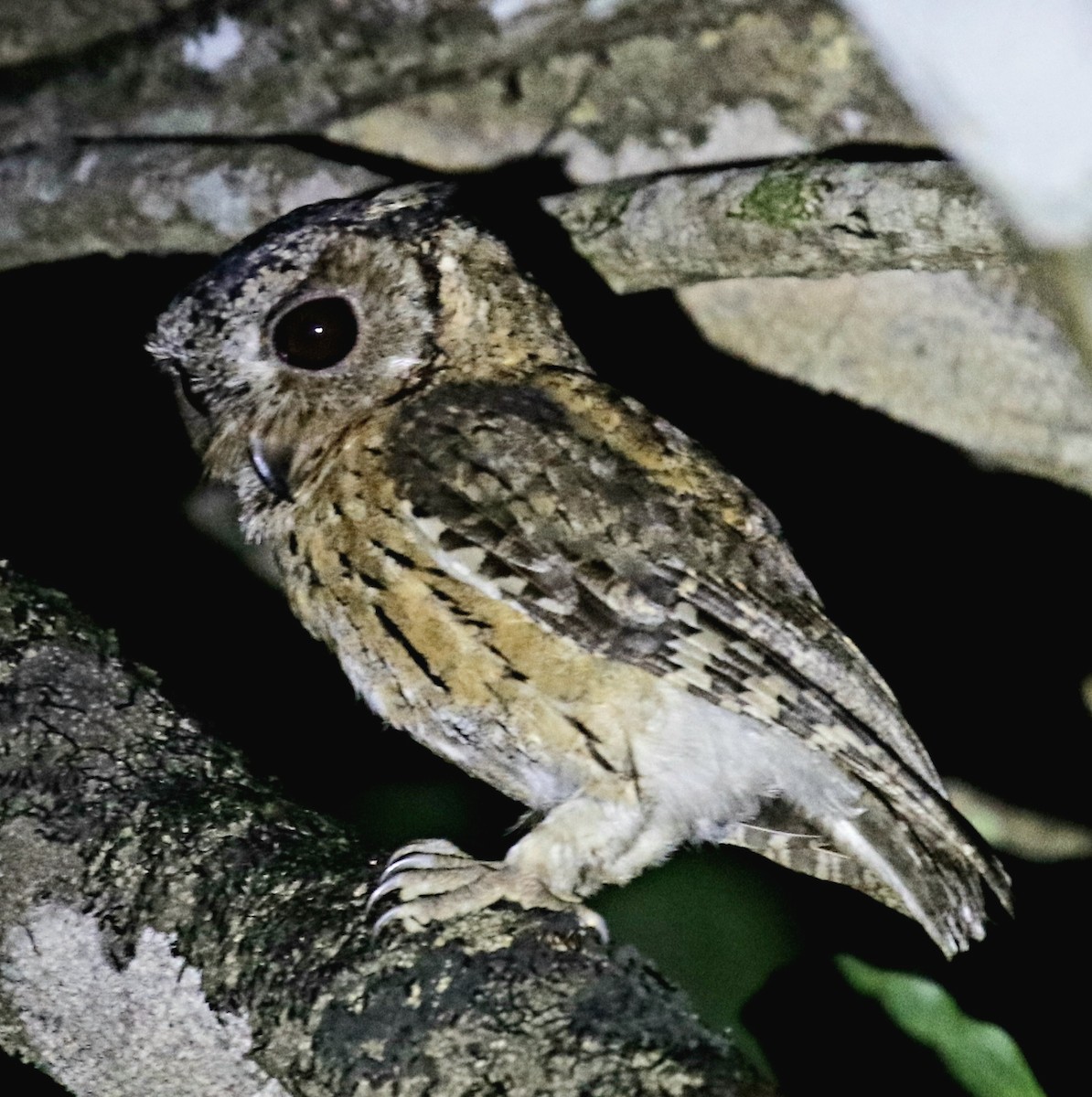 Indian Scops-Owl - ML456147471