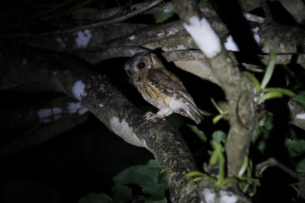 Indian Scops-Owl - ML456147541