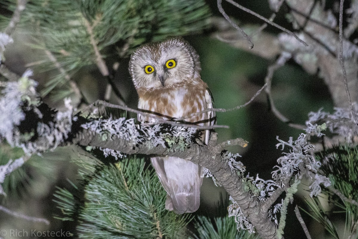 Northern Saw-whet Owl - Rich Kostecke