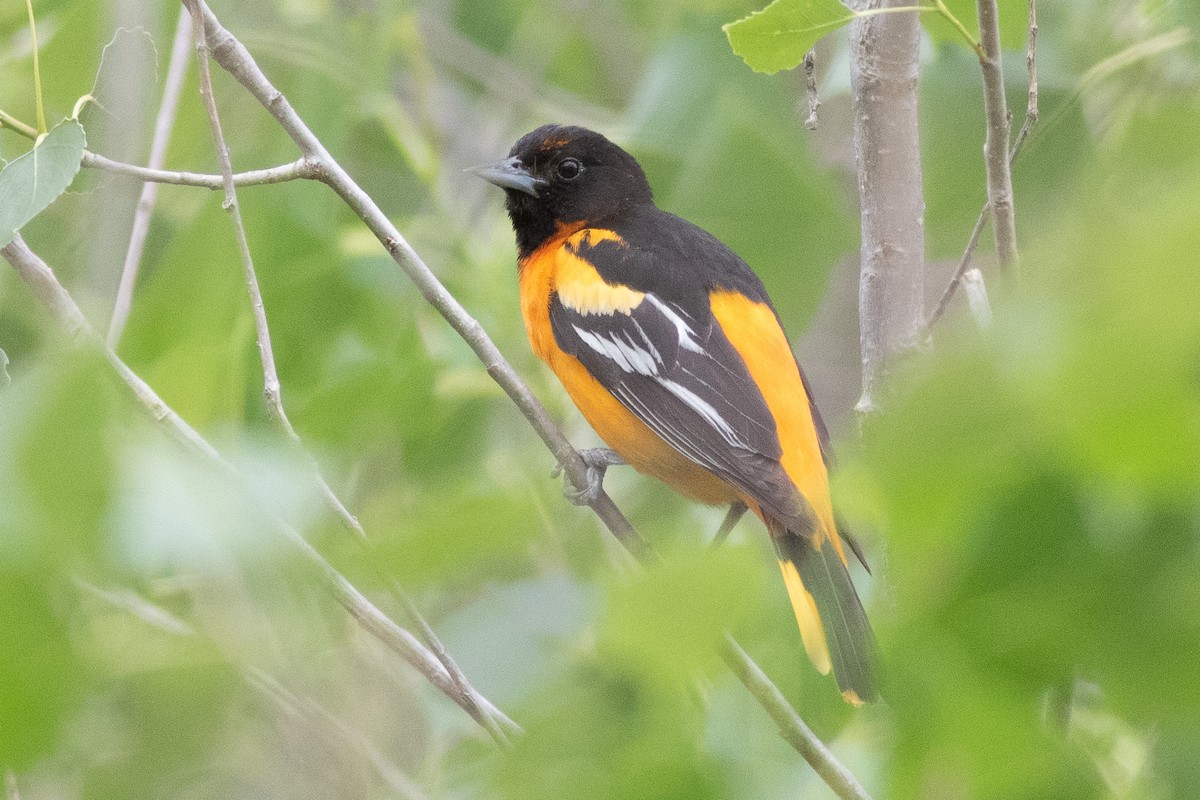 Bullock's x Baltimore Oriole (hybrid) - ML456148241