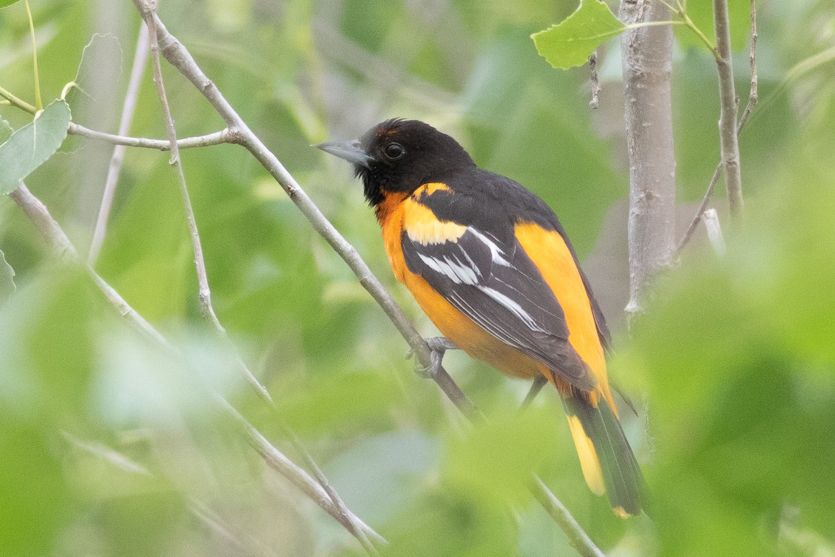 Hybride Oriole de Bullock x O. de Baltimore - ML456148251