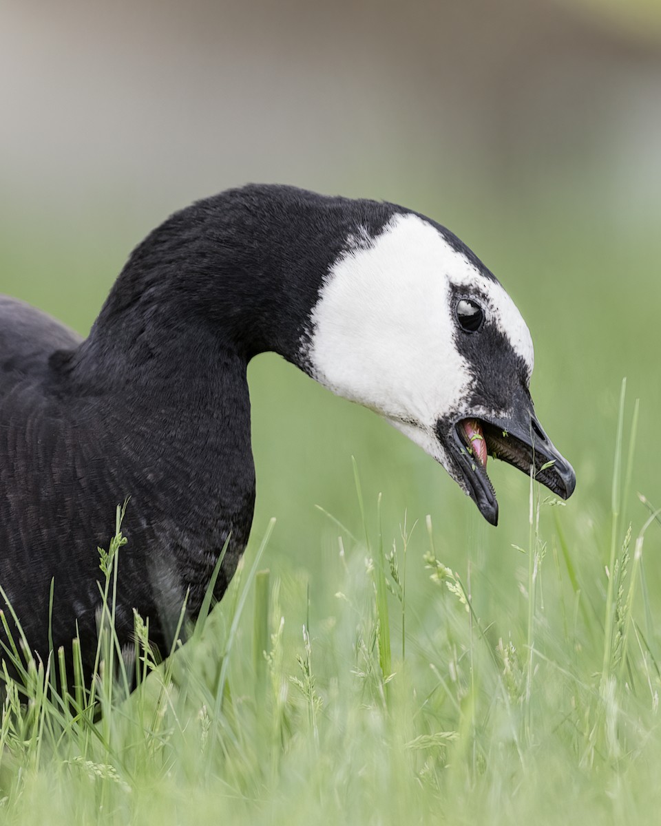 Barnacle Goose - ML456148281