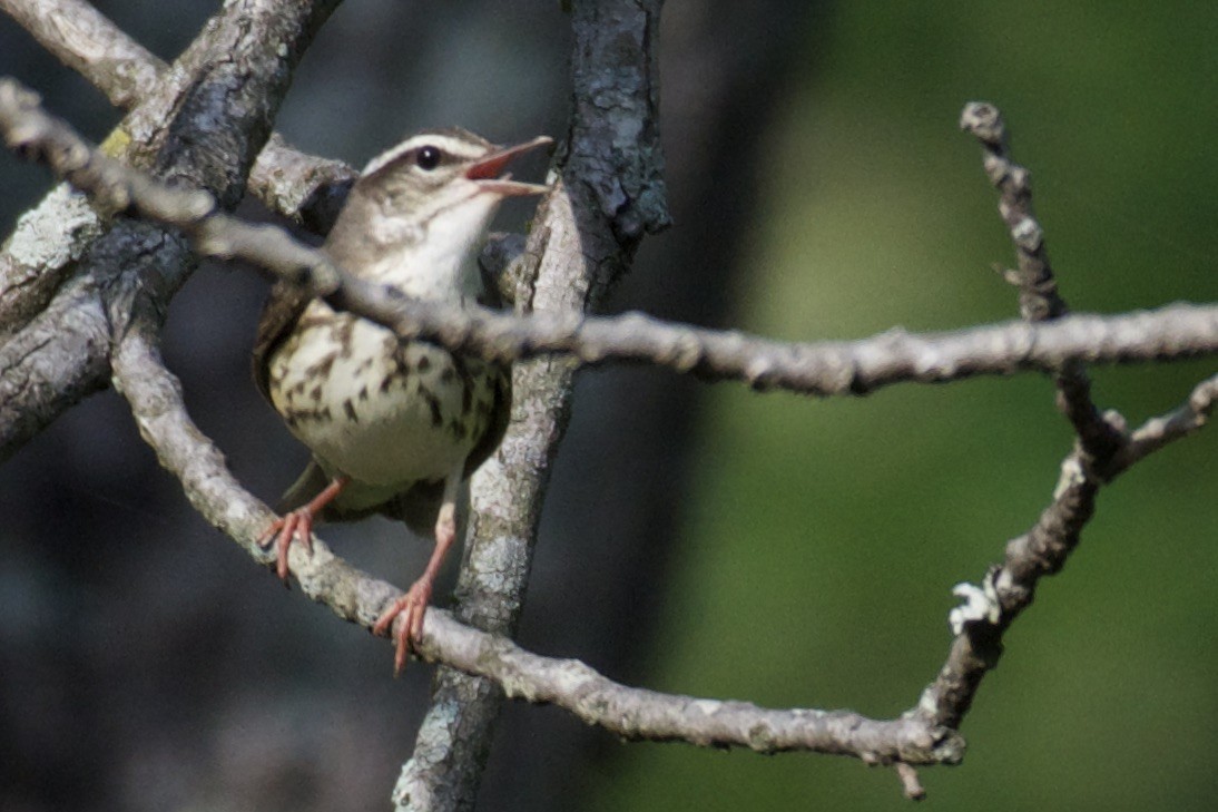 Louisiana Waterthrush - ML456149101