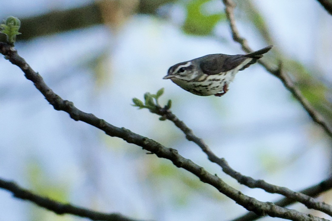 Louisiana Waterthrush - ML456149311