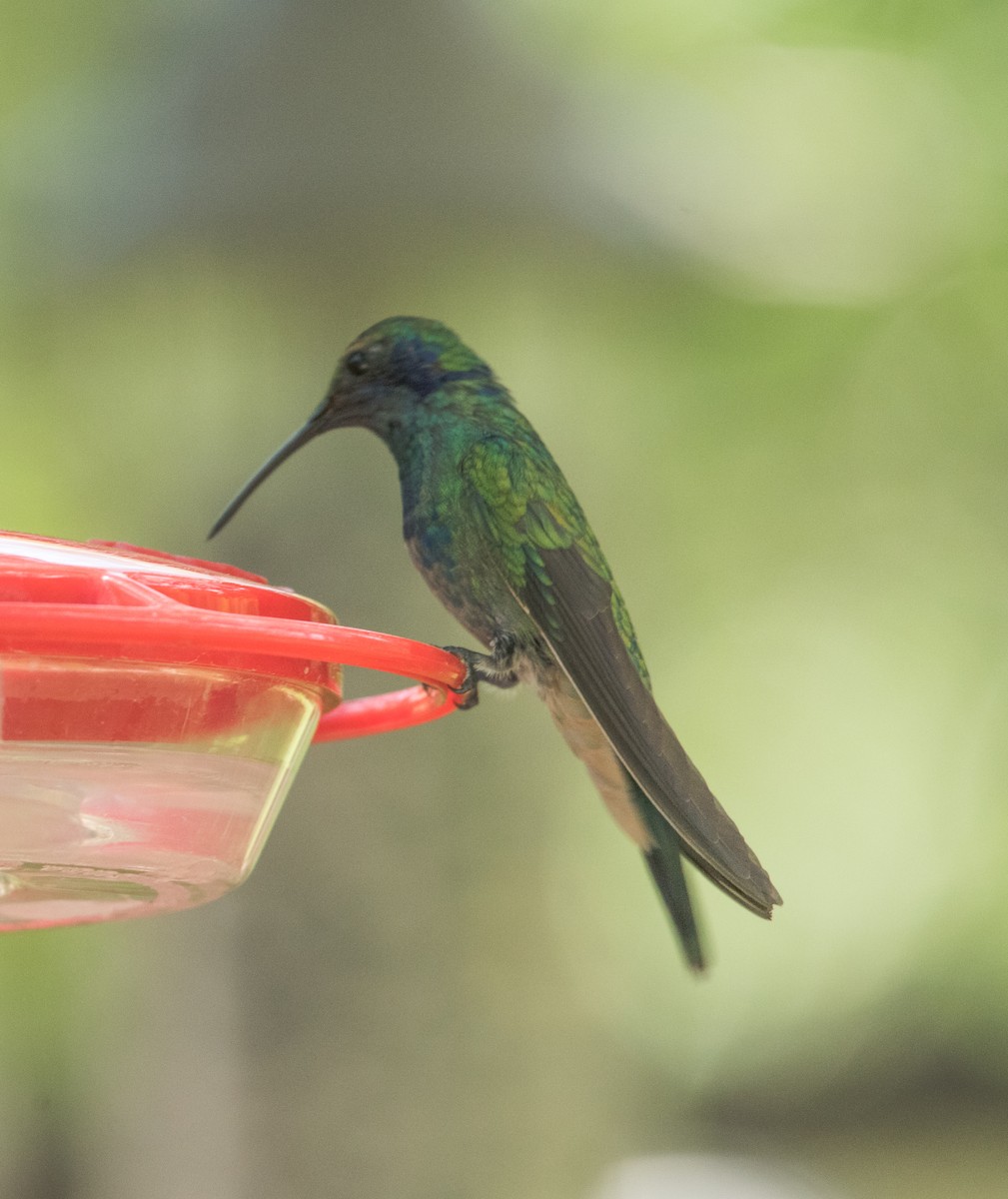 kolibřík zelený - ML456150211