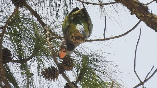 Derbyan Parakeet - ML456150881